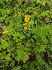 Corydalis pallida