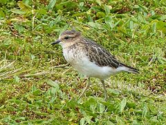 Charadrius bicinctus exilis