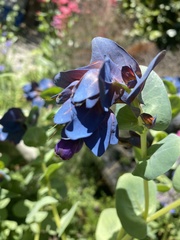Cerinthe