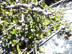 Coprosma cheesemanii