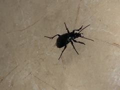 Calosoma granatense