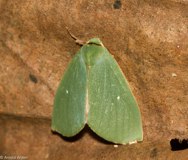 Rosema excavata