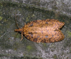 Polyortha