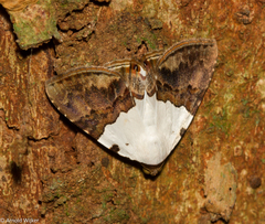 Eulepidotis vincentiata