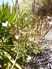 Epilobium chlorifolium
