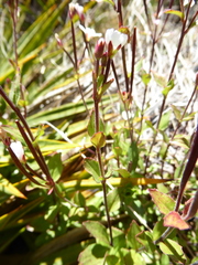 Epilobium chlorifolium