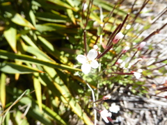 Epilobium chlorifolium
