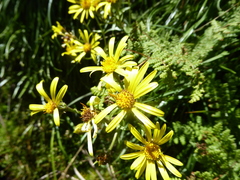 Dolichoglottis lyallii