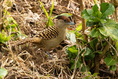 Batara cinerea