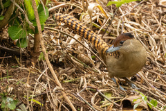 Batara cinerea