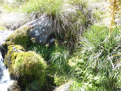 Dolichoglottis lyallii