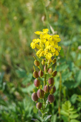 Alyssoides utriculata