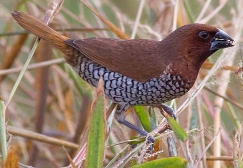 Scaly-breasted Munia (Lonchura punctulata), photo 8