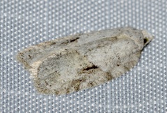 Acleris placidana