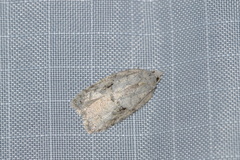 Acleris placidana