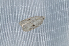 Acleris placidana