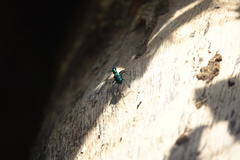 Cylindera versicolor