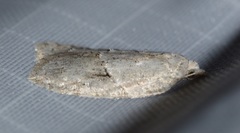 Acleris placidana