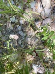 Pyrausta semirubralis