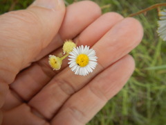 Erigeron tenuis