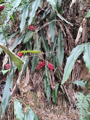 Alpinia japonica