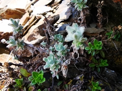 Leontopodium microphyllum