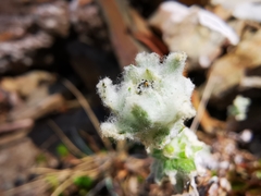Leontopodium microphyllum