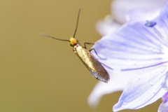 Micropterix