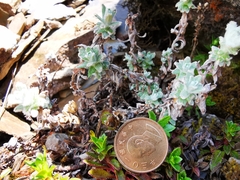 Leontopodium microphyllum