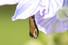 Micropterix