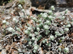 Leontopodium microphyllum