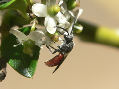 Sphecodes ranunculi