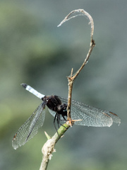 Erythrodiplax laurentia