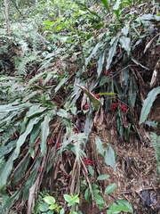 Alpinia japonica
