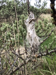 Euproctis chrysorrhoea