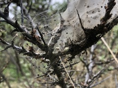 Euproctis chrysorrhoea