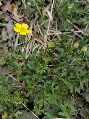 Ranunculus formosa-montanus