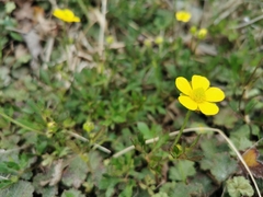 Ranunculus formosa-montanus