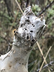 Euproctis chrysorrhoea