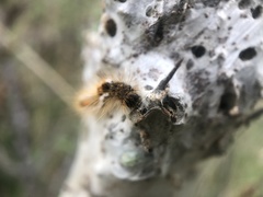 Euproctis chrysorrhoea