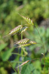 Bromus squarrosus