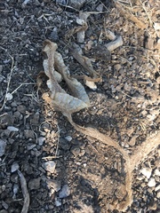 Pituophis catenifer
