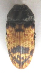 Acmaeoderini