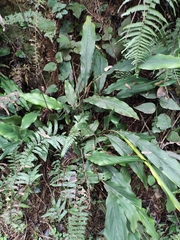 Alpinia japonica