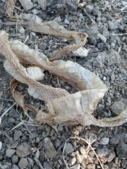Masticophis flagellum