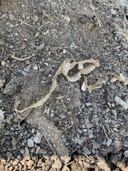 Pituophis catenifer