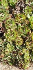 Sempervivum tectorum