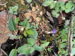 Viola philippica