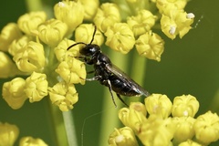 Hylaeus mesillae cressoni