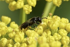 Hylaeus mesillae cressoni